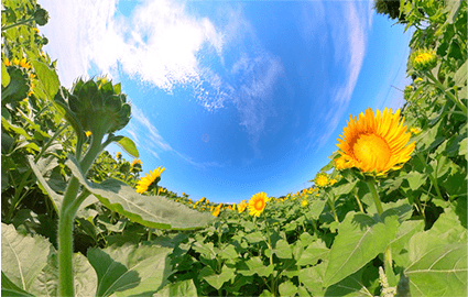 Types of Photo Shoots:Panorama